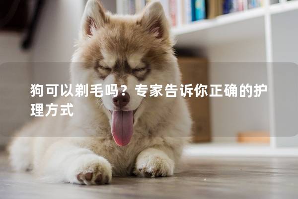 狗可以剃毛吗?专家告诉你正确的护理方式 狗可以剃毛吗?专家告诉你正确的护理方式