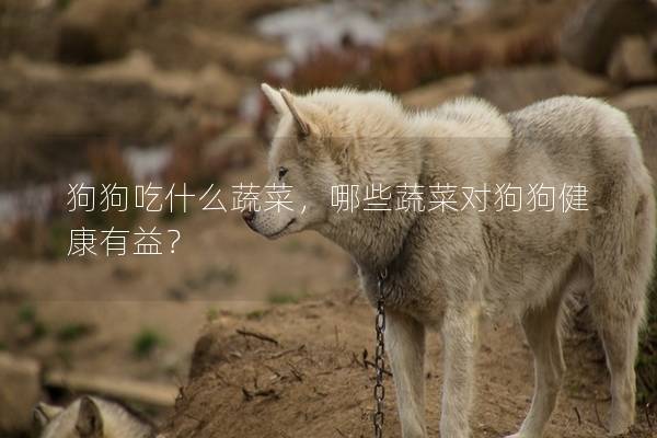 狗狗吃什么蔬菜，哪些蔬菜对狗狗健康有益？