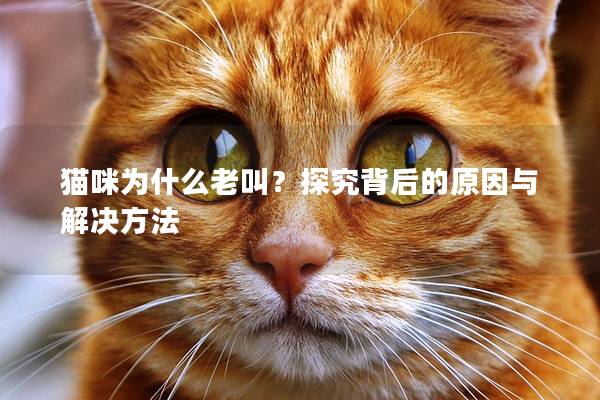 猫咪为什么老叫?探究背后的原因与解决方法 猫咪为什么老叫?探究背后的原因与解决方法