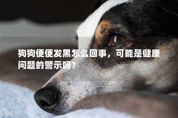 狗狗便便发黑怎么回事，可能是健康问题的警示吗？