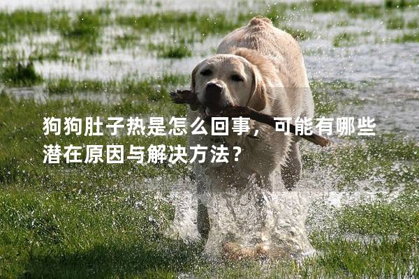 狗狗肚子热是怎么回事，可能有哪些潜在原因与解决方法？