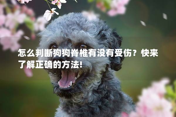 怎么判断狗狗脊椎有没有受伤？快来了解正确的方法!