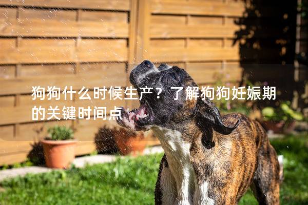 狗狗什么时候生产？了解狗狗妊娠期的关键时间点