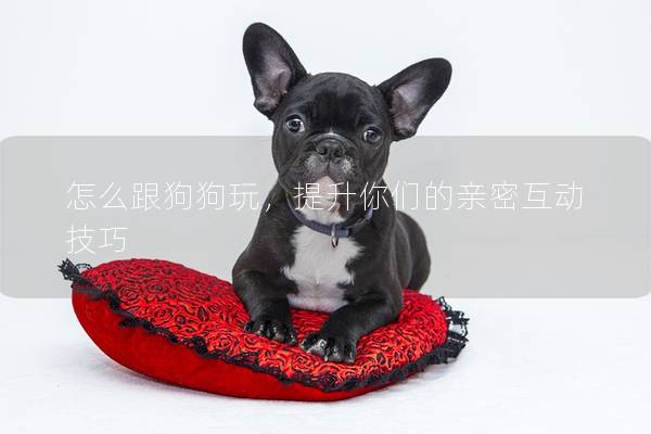 怎么跟狗狗玩，提升你们的亲密互动技巧
