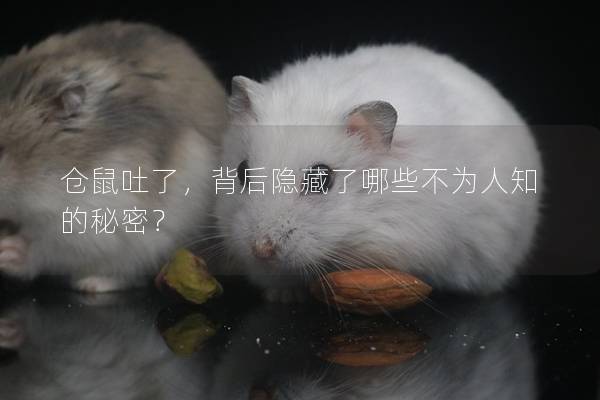 仓鼠吐了，背后隐藏了哪些不为人知的秘密？