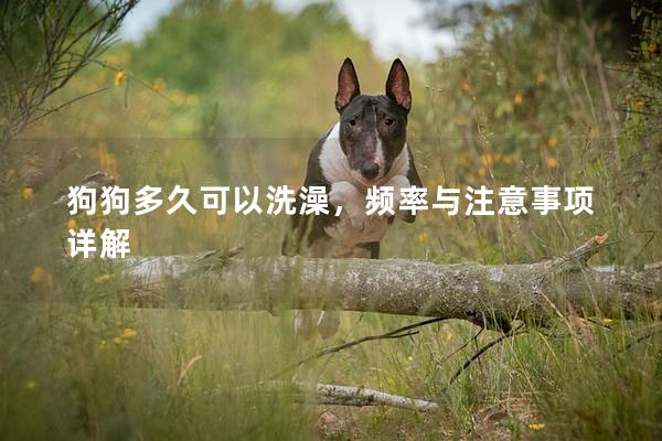 狗狗多久可以洗澡,频率与注意事项详解 狗狗多久可以洗澡,频率与注意事项详解