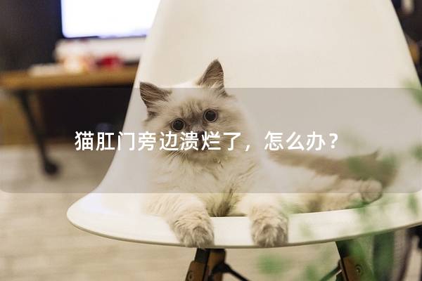猫肛门旁边溃烂了,怎么办? 猫肛门旁边溃烂了,怎么办?