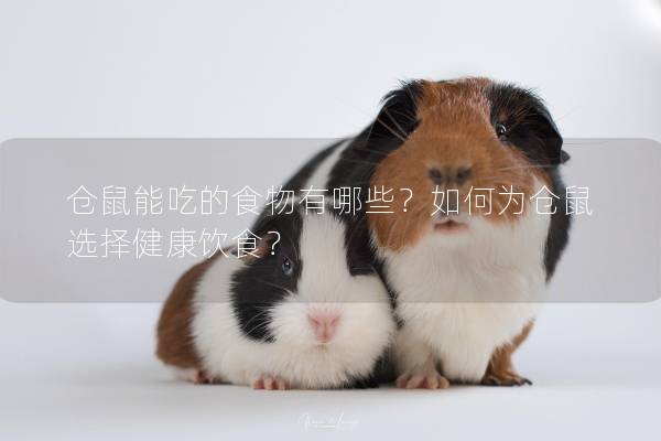 仓鼠能吃的食物有哪些？如何为仓鼠选择健康饮食？