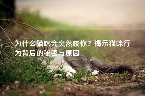 为什么猫咪会突然咬你？揭示猫咪行为背后的秘密与原因