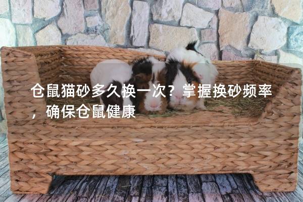 仓鼠猫砂多久换一次？掌握换砂频率，确保仓鼠健康