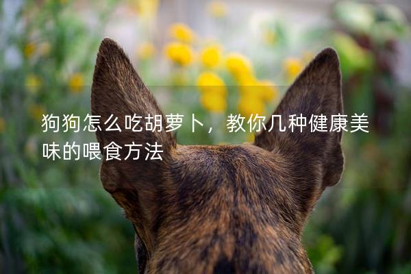 狗狗怎么吃胡萝卜，教你几种健康美味的喂食方法