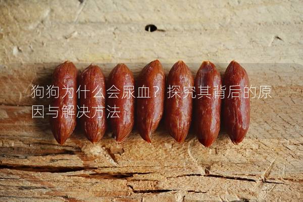 狗狗为什么会尿血？探究其背后的原因与解决方法