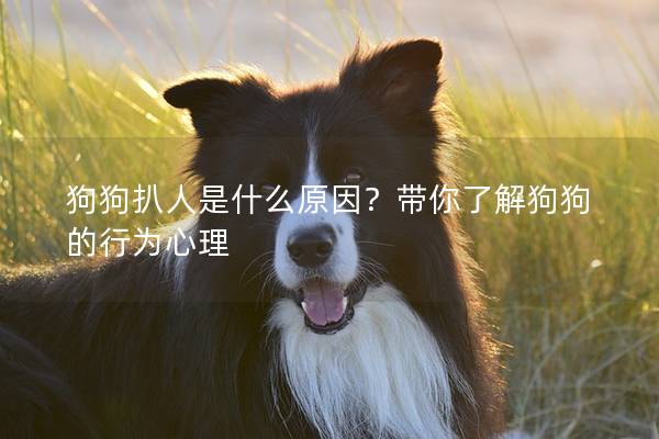 狗狗扒人是什么原因？带你了解狗狗的行为心理