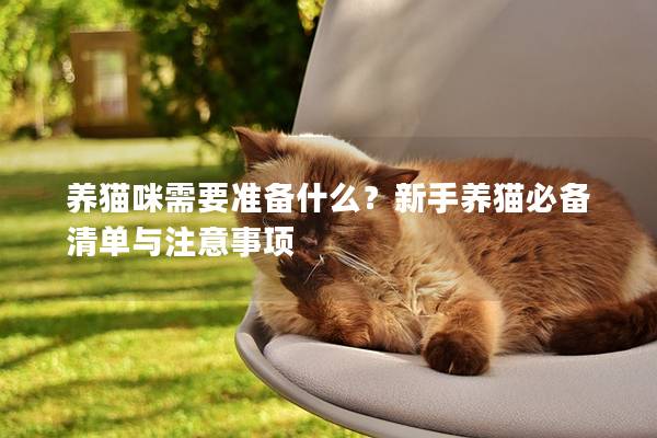 养猫咪需要准备什么？新手养猫必备清单与注意事项