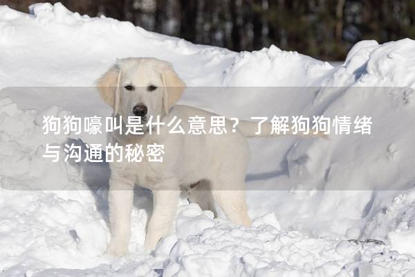 狗狗嚎叫是什么意思？了解狗狗情绪与沟通的秘密