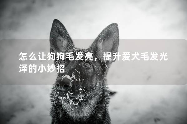 怎么让狗狗毛发亮，提升爱犬毛发光泽的小妙招