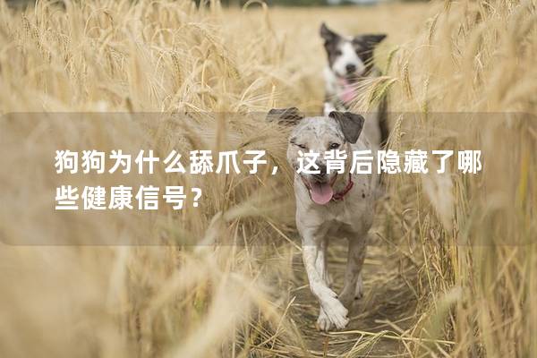 狗狗为什么舔爪子，这背后隐藏了哪些健康信号？
