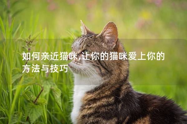 如何亲近猫咪,让你的猫咪爱上你的方法与技巧
