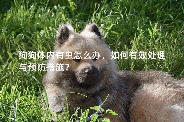 狗狗体内有虫怎么办,如何有效处理与预防措施? 狗狗体内有虫怎么办,如何有效处理与预防措施?
