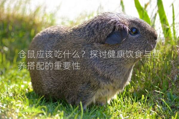 仓鼠应该吃什么？探讨健康饮食与营养搭配的重要性
