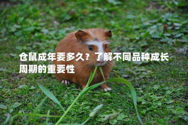 仓鼠成年要多久？了解不同品种成长周期的重要性
