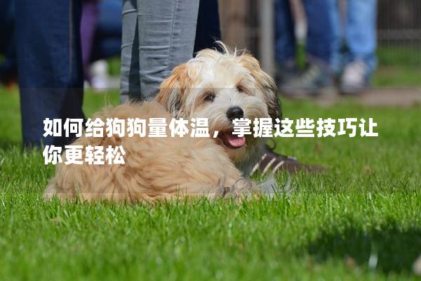 如何给狗狗量体温，掌握这些技巧让你更轻松