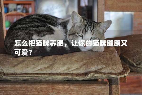 怎么把猫咪养肥，让你的猫咪健康又可爱？