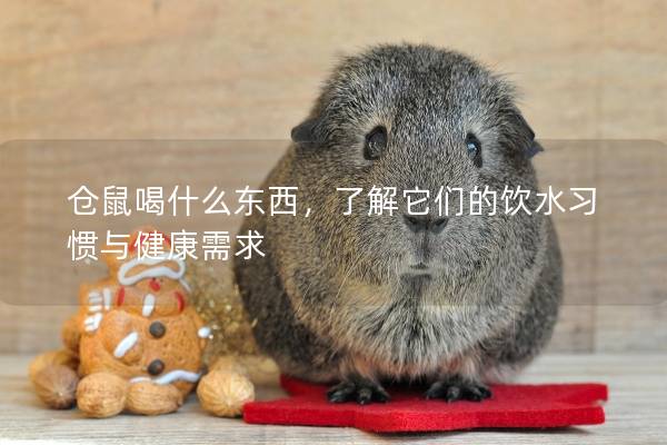 仓鼠喝什么东西，了解它们的饮水习惯与健康需求