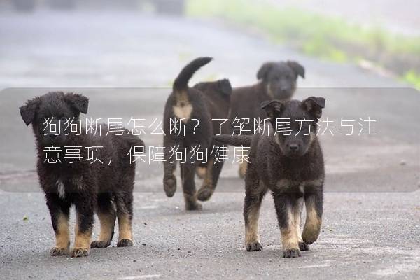 狗狗断尾怎么断？了解断尾方法与注意事项，保障狗狗健康