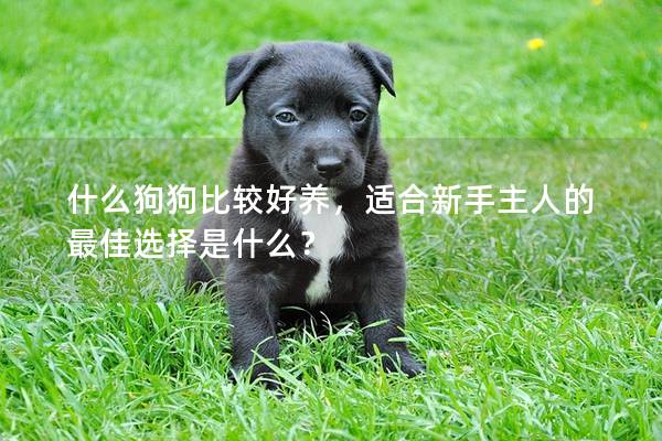 什么狗狗比较好养,适合新手主人的最佳选择是什么? 什么狗狗比较好养,适合新手主人的最佳选择是什么?