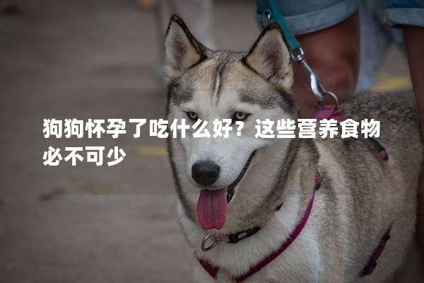 狗狗怀孕了吃什么好?这些营养食物必不可少 狗狗怀孕了吃什么好?这些营养食物必不可少