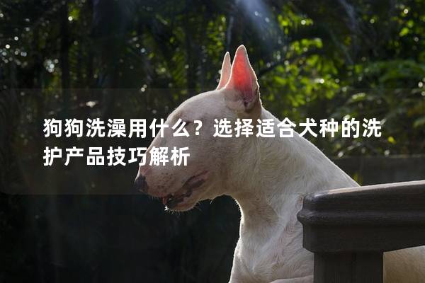 狗狗洗澡用什么？选择适合犬种的洗护产品技巧解析