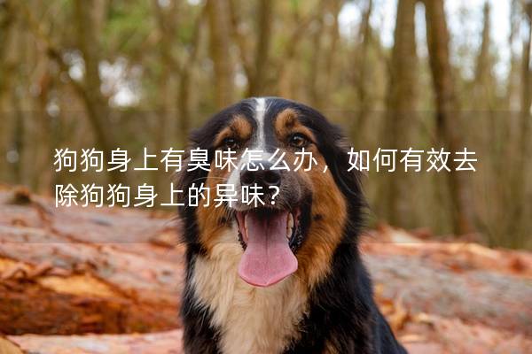 狗狗身上有臭味怎么办，如何有效去除狗狗身上的异味？