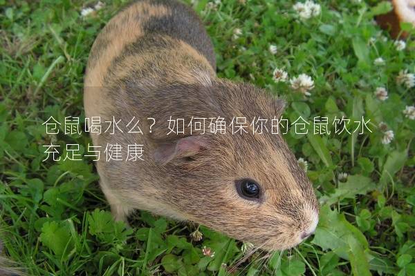 仓鼠喝水么？如何确保你的仓鼠饮水充足与健康