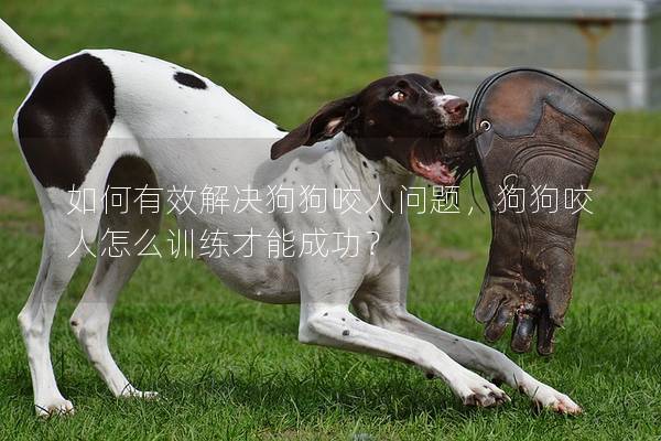 如何有效解决狗狗咬人问题，狗狗咬人怎么训练才能成功？