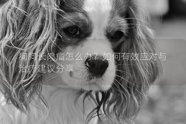 狗狗长肉瘤怎么办？如何有效应对与治疗建议分享