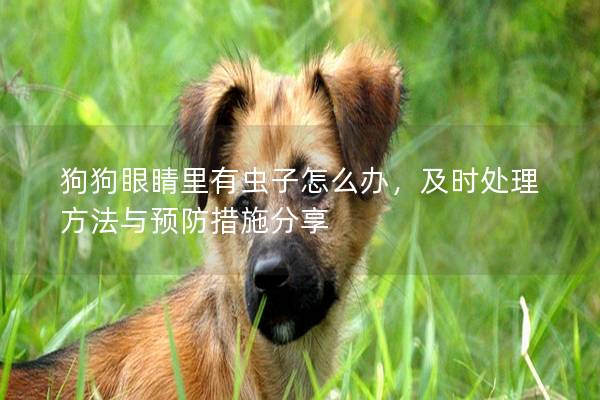 狗狗眼睛里有虫子怎么办，及时处理方法与预防措施分享