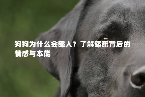 狗狗为什么会舔人？了解舔舐背后的情感与本能