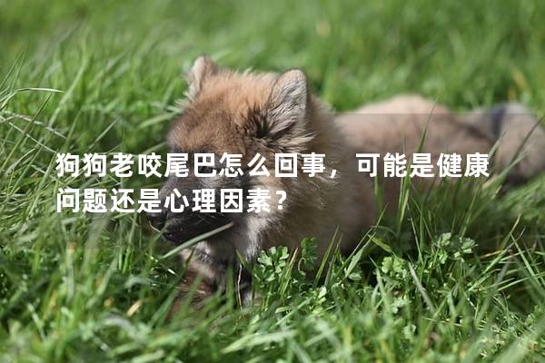 狗狗老咬尾巴怎么回事，可能是健康问题还是心理因素？