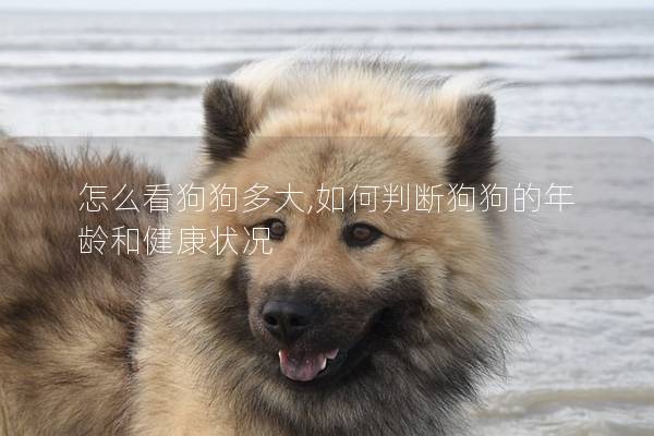 怎么看狗狗多大,如何判断狗狗的年龄和健康状况