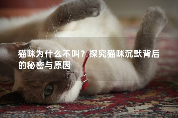 猫咪为什么不叫？探究猫咪沉默背后的秘密与原因