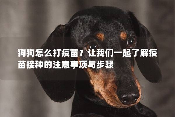 狗狗怎么打疫苗?让我们一起了解疫苗接种的注意事项与步骤 狗狗怎么打疫苗?让我们一起了解疫苗接种的注意事项与步骤