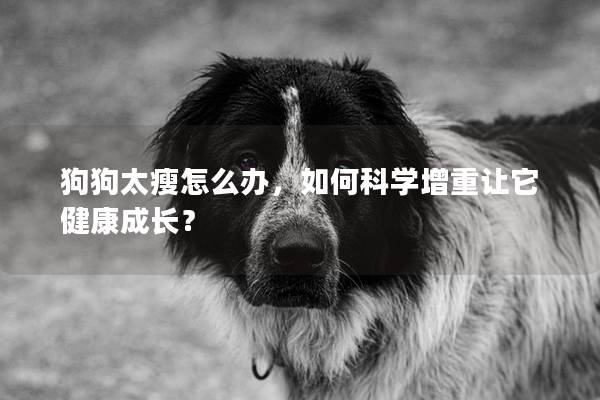 狗狗太瘦怎么办，如何科学增重让它健康成长？
