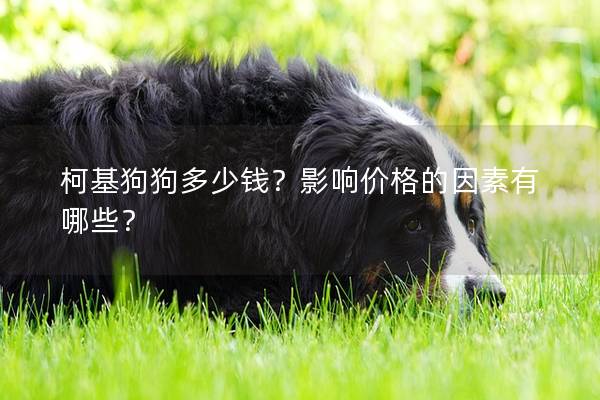 柯基狗狗多少钱?影响价格的因素有哪些? 柯基狗狗多少钱?影响价格的因素有哪些?