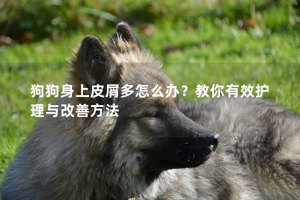 狗狗身上皮屑多怎么办？教你有效护理与改善方法