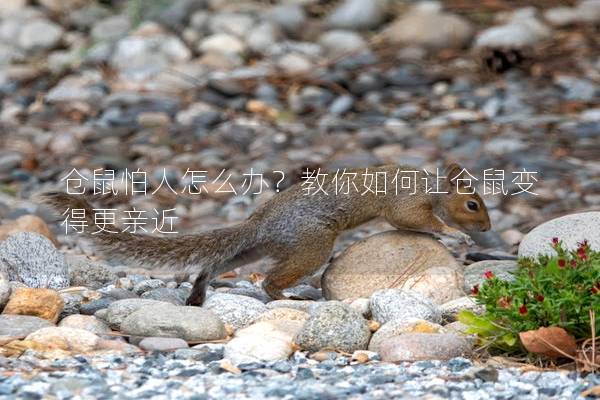 仓鼠怕人怎么办？教你如何让仓鼠变得更亲近