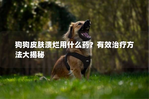狗狗皮肤溃烂用什么药？有效治疗方法大揭秘