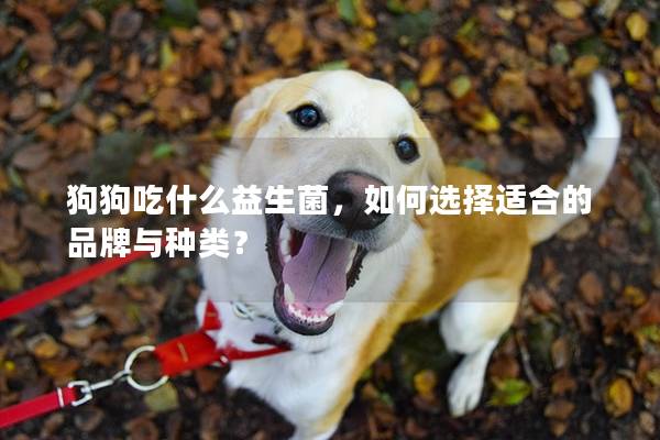 狗狗吃什么益生菌，如何选择适合的品牌与种类？