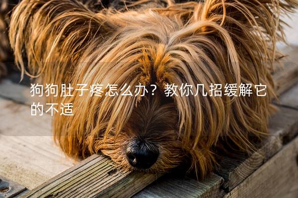 狗狗肚子疼怎么办？教你几招缓解它的不适