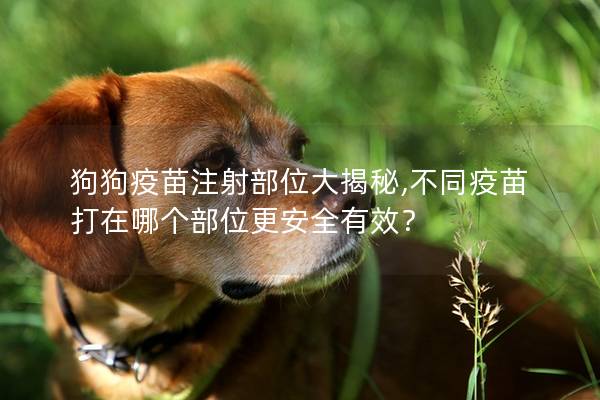 狗狗疫苗注射部位大揭秘,不同疫苗打在哪个部位更安全有效? 狗狗疫苗注射部位大揭秘,不同疫苗打在哪个部位更安全有效?
